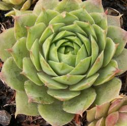 Sempervivum - Dachwurz - Hauswurz